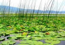 Prince Ferdinand’s First Success (1893)