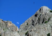 The Pig as an Unclean Animal in Egypt