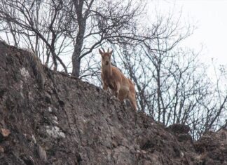 The Egyptian Origin of the Greek Gods