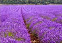 A Remarkable Sight on the Battlefield