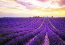 The Flight of the Egyptian Army